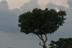 bush-hut-5